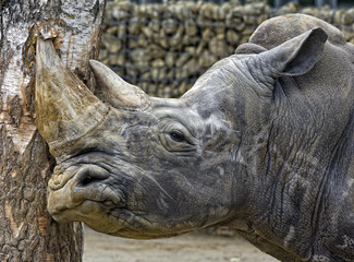 Rhino 3