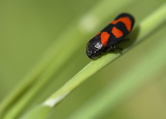 cercope sanguinolent