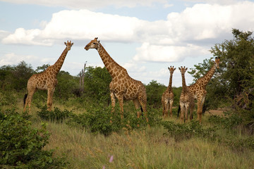 Netzgiraffen