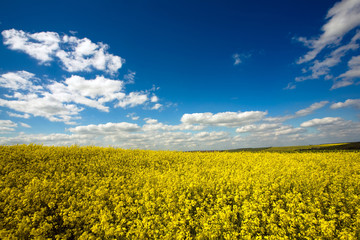 Yellow field