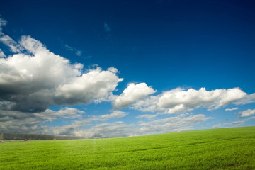 Green crops and cloudy sky