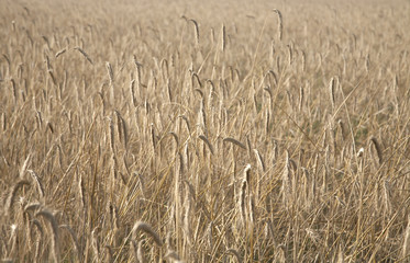 Wheaten field