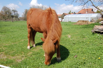 Pferd auf der Weide
