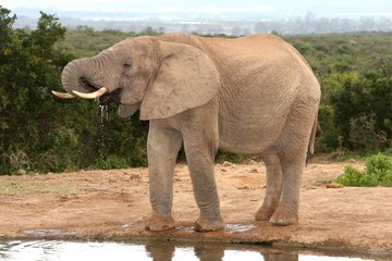 Fototapeta na wymiar Thirsty African Elephant