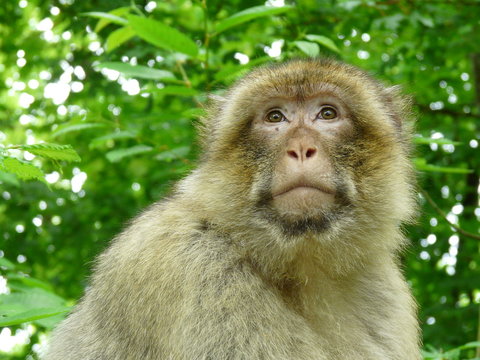 Macaque or Magot monkey at the Vallee des Singes in France