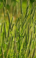 blühendes Gras