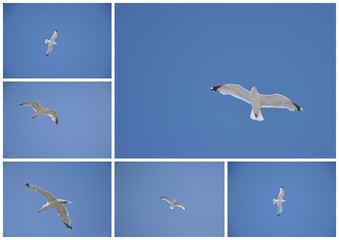 Naklejka premium Mouette