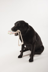 black labrador on white studio background