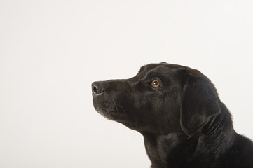 black labrador on white studio background