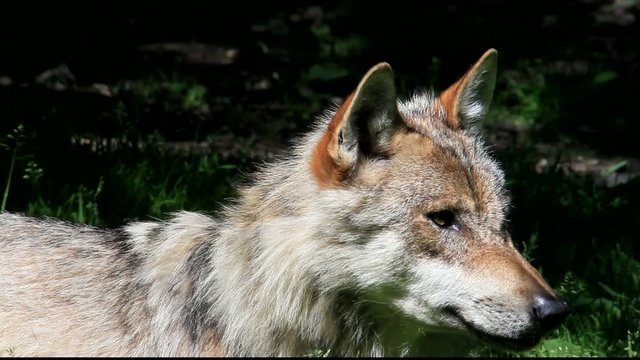 wolf
