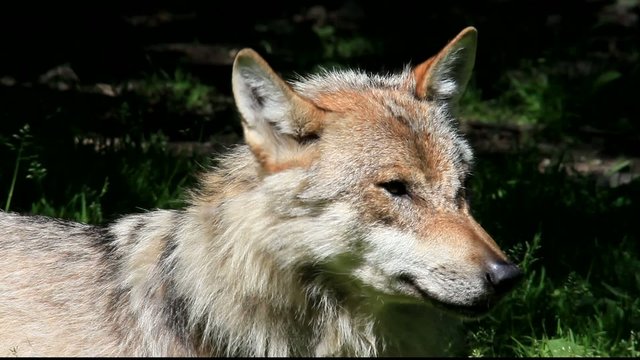 wolf