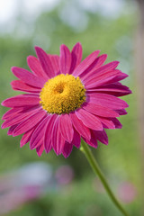 Obraz premium Red gerbera