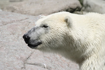 Fototapeta premium Eisbär