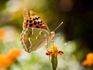 butterfly monarch sits on a flower drinks nectar