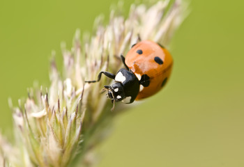 coccinelle