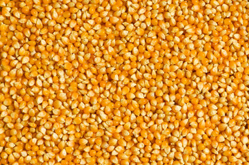 Bright corn kernels arranged as the background