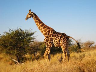 Giraffe