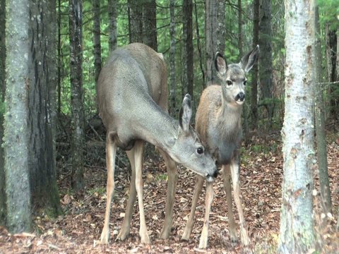Mother cleaning up fawn