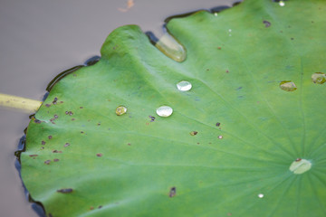 dew on lotus leaf