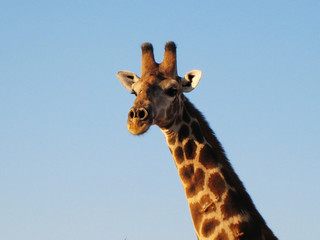 Giraffe