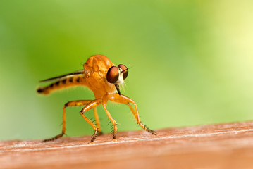 mouche