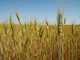 wheat