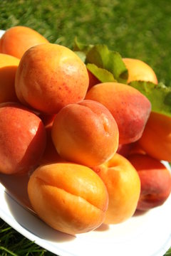 app&eacute;tissants abricots bien m&ucirc;rs