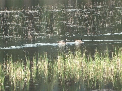 Pair of geese swimming in a marsh