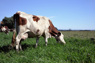 Fototapeta na wymiar Krowa na łące