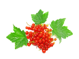 Red currant  with green foliage on whitebackground . Isolated.
