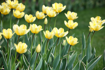 Bed with yellow tulips
