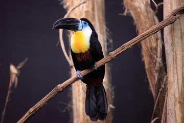 toucan bleu