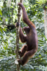 Young wild orangutan, Borneo