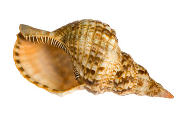 seashell isolated on white background