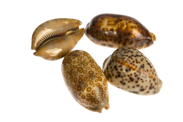 seashell isolated on white background