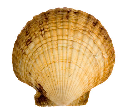 seashell isolated on white background