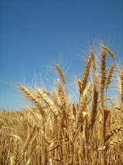 golden wheat background