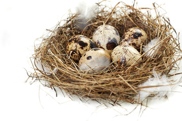 egg in a real nest