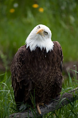 American Bald Eagle