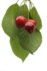 cherries