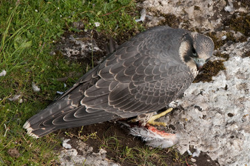 Peregrine Falcon Looks around Whilst eating Pigeon for Dinner