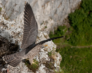 Peregrine ready for take-off