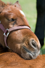 Cute Horse Resting