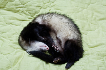 Ferret