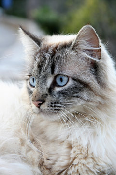 Wild Cat in Provence, France