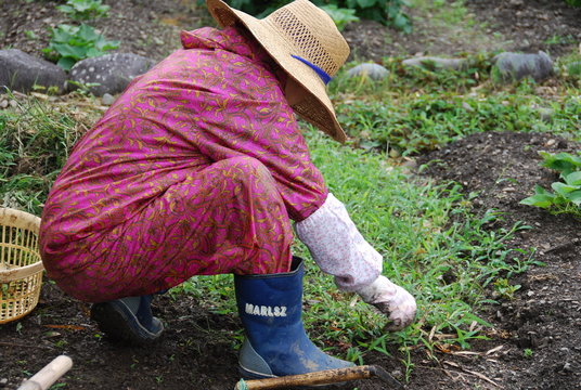「むしる」の写真素材 | 50件の無料イラスト画像 | Adobe Stock