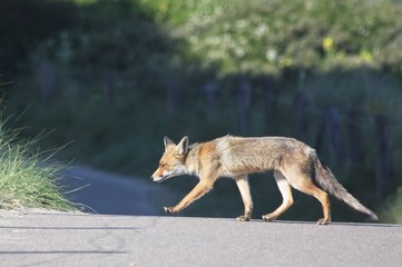 red fox crossing the road