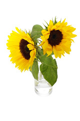 3 Sunflowers in Vase from above