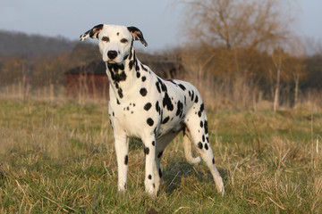 pose statique et immobile du dalmatien adulte en campagne