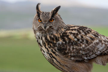 Eagle Owl Sitting Looking Majestic